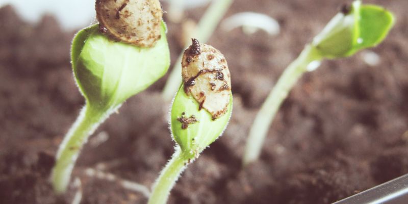 Plant the seed